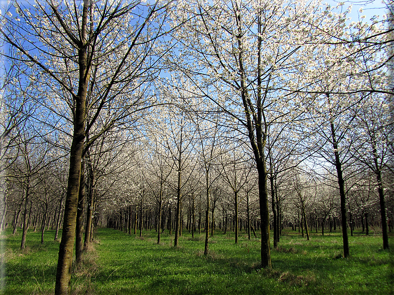 foto Ciliegi in fiore tra i Colli Asolani